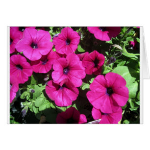 Vele Paarse Petunias