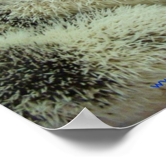 Vele pintos poster (Hoek)