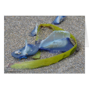 Velella Jellyfish
