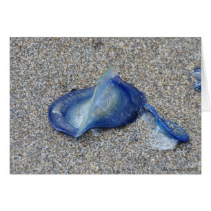 Velella Jellyfish