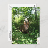 Velociraptor Briefkaart (Voorkant / Achterkant)