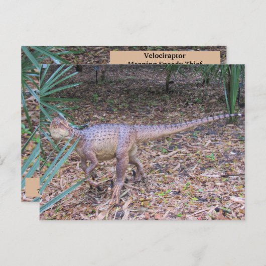 Velociraptor - Dinosaur - Leerkaart Briefkaart (Voorkant / Achterkant)