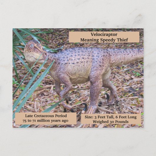 Velociraptor - Dinosaur - Leerkaart Briefkaart (Achterkant)