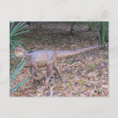 Velociraptor - Dinosaur - Leerkaart Briefkaart (Voorkant)