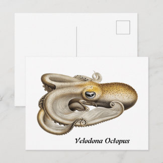 Velodona octopus (1898-1899) briefkaart