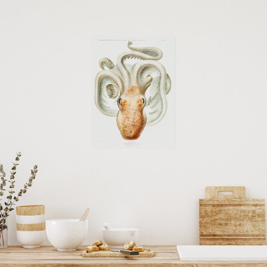 Velodona octopus door Carl Chun Poster (Keuken)