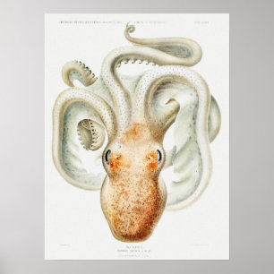 Velodona octopus door Carl Chun Poster