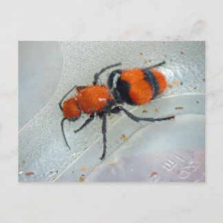 Velvet Ant. Briefkaart