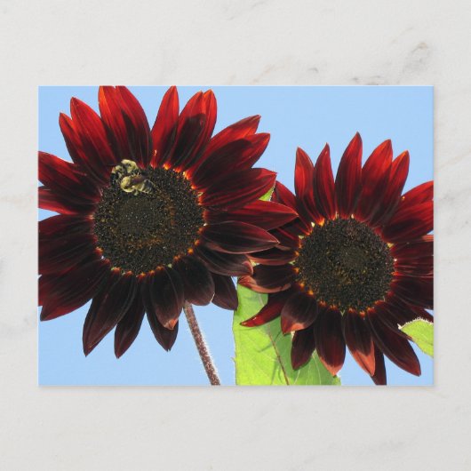 Velvet Queen Sunflower Briefkaart (Voorkant)