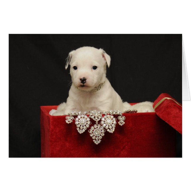 Velvet rouge (Devant Horizontal)