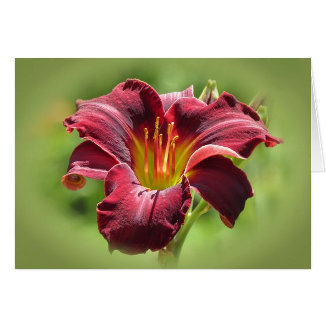 Velvet Vision - Ed Murray Daylily (Voorkant Horizontaal)