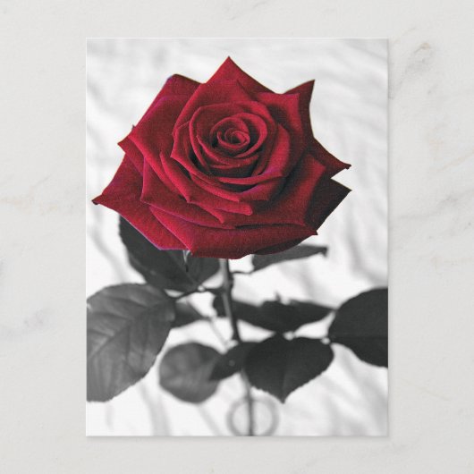 VelvetRose Briefkaart (Voorkant)