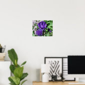 Velvety Paars Bearded Iris Flower Poster (Thuiskantoor)