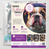 Vendre des chiots Flyer  (Devant / Derrière)