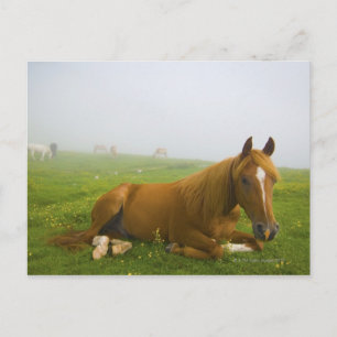 veneto italië 2 briefkaart