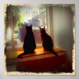 Venster Katten verzamelen Poster