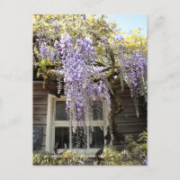 Venster Wisteria - Wisteria Flowers Hidcote