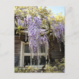 Venster Wisteria - Wisteria Flowers Hidcote Briefkaart