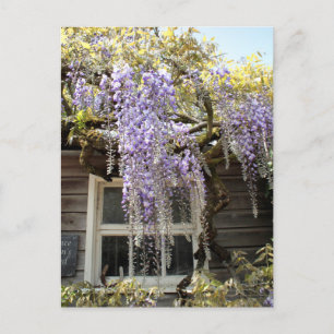 Venster Wisteria - Wisteria Flowers Hidcote Briefkaart