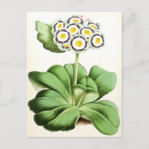 ventilator "Auricula John Waterston" Briefkaart