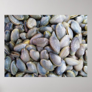 Venus Clam [ห อ ล า ย ย) Poster