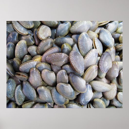 Venus Clam [ห อ ล า ย ย) Poster (Voorkant)