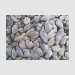 Venus Clam [ห อ ล า ย ย) Tissuepapier