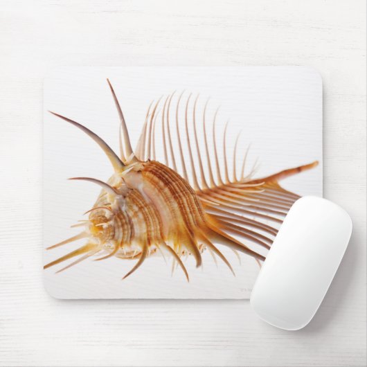 Venus Comb Murex schelp (Murex pectine) tegen Muismat (Met muis)