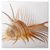 Venus Comb Murex schelp (Murex pectine) tegen Tegeltje (Voorkant)