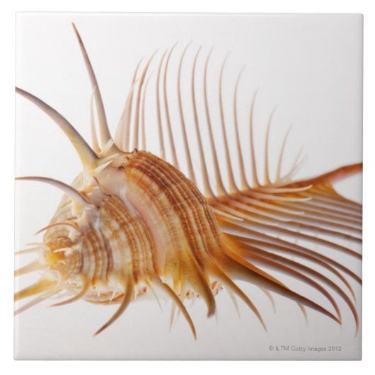 Venus Comb Murex schelp (Murex pectine) tegen Tegeltje (Voorkant)