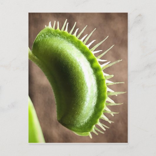 Venus Fly Trap Briefkaart (Voorkant)