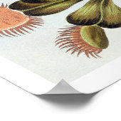 Venus Fly-val Poster (Hoek)