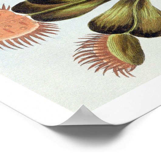 Venus Fly-val Poster (Hoek)