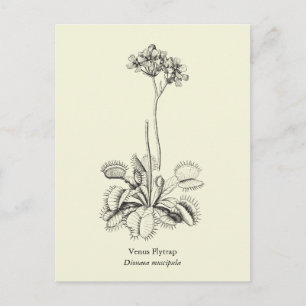 Venus Flytrap, carnivoren Plant Briefkaart