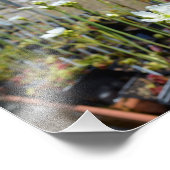 Venus Flytrap Foto Afdruk (Hoek)