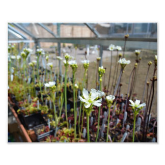 Venus Flytrap Foto Afdruk