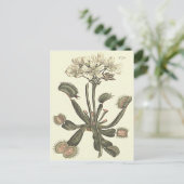 Venus Flyval Botanical Illustratie Briefkaart (Staand voorkant)