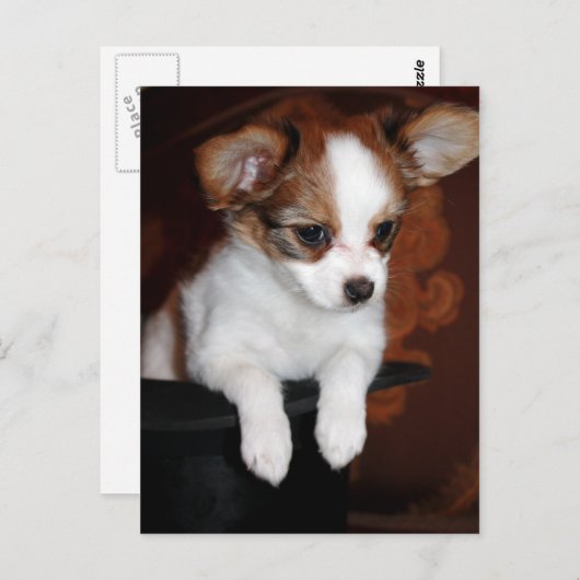 Venuspuppy Briefkaart (Voorkant / Achterkant)