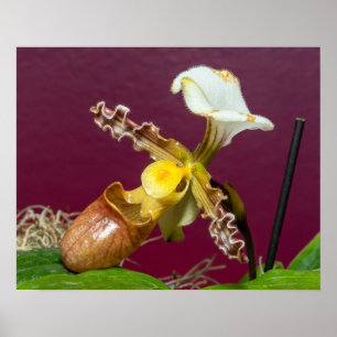 Venusschoenorchis Poster