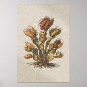 Venusvliegenval Botanische Studie Poster