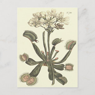 Venusvliegenvanger Botanische Illustratie Briefkaart
