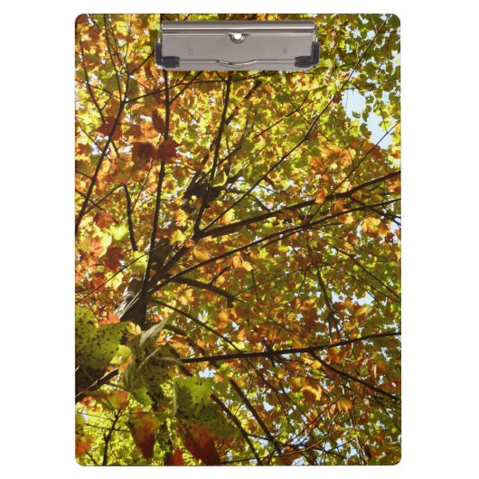 Veranderen Maple Tree Green en Gold Herfst Kleur Klembord (Voorkant)