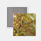 Veranderen Maple Tree Green en Gold Herfst Kleur Magneet (Voorkant / Achterkant)