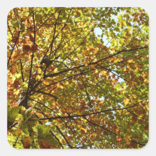 Veranderen Maple Tree Green en Gold Herfst Kleur Vierkante Sticker