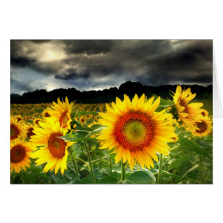 Verandering van het weer, Zonnebloemkaart