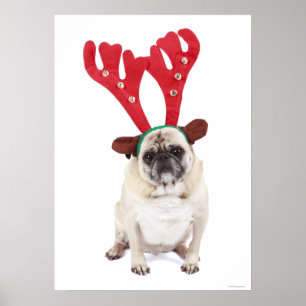 Verbaasd uitziende steker met Reindester Antlers Poster