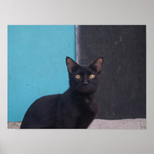 Verbaasde Zwarte Kat Poster