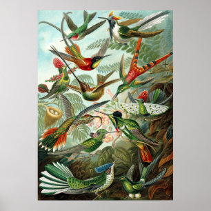 Verbazingwekkend Afbeelding voor koetvogels door E Poster