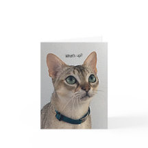 Verbazingwekkend kattenblanco