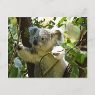 Verbazingwekkend schattige baby koala in een boom briefkaart